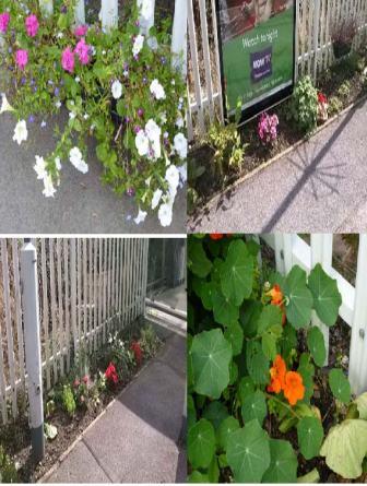 Coulsdon South Project flowers - Sept 2014.jpg